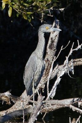 Yellow-crowned Night Heron - juvenile