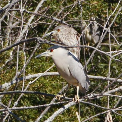 Black-crowned Night Heron 2 - adult and juvenile