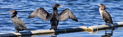 Double-crested Cormorant 4