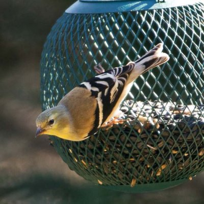 American Goldfinch 1