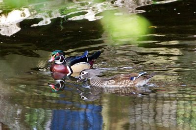 Wood Duck 3