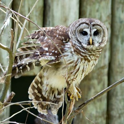 Barred Owl 2