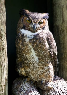 Great Horned Owl 4