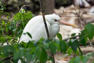 Great White Heron