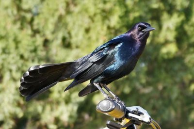 Boat-tailed Grackle 1 - male