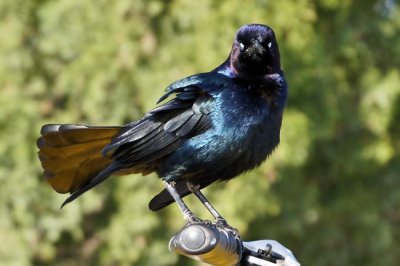Boat-tailed Grackle 2 - male