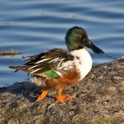 Northern Shoveler 3