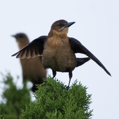 Boat-tailed Grackle 4 - female