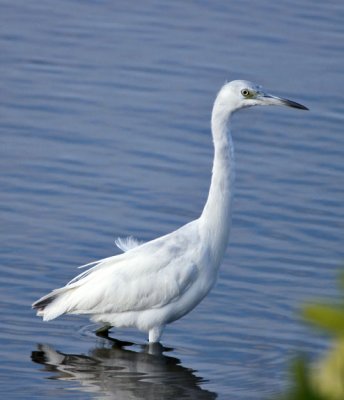 Little Blue Heron 3 - juvenile