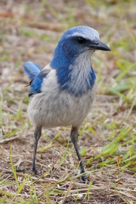 Florida Scrub Jay 2