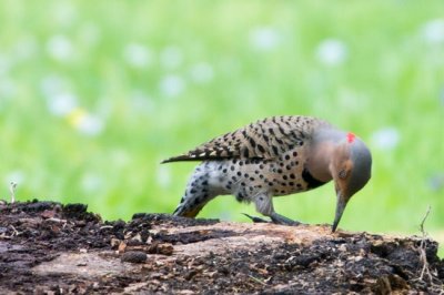 Northern Flicker 2 - Yellow-shafted Female