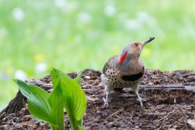 Northern Flicker 3 - Yellow-shafted Female