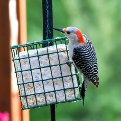 Red-bellied Woodpecker 5 - female
