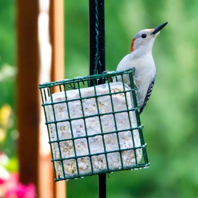 Red-bellied Woodpecker 6 - female