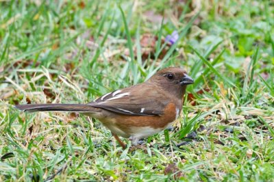 Eastern Towhee 2 - female