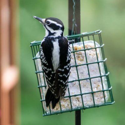 Hairy Woodpecker 1 - female