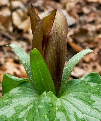 Toadshade Trillium 4