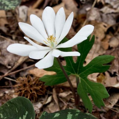 Bloodroot 4