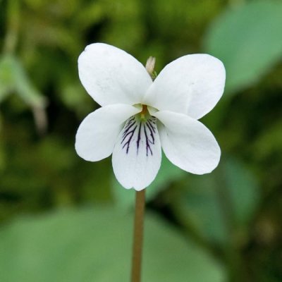 White Violet 2