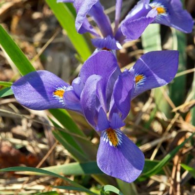 Dwarf Iris 1