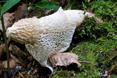 Veiled Mushroom 1