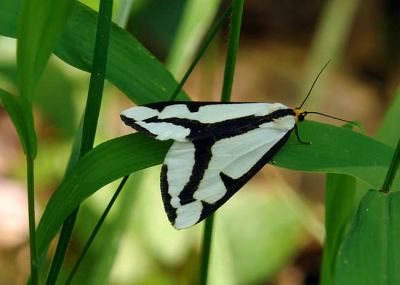 Clymene Moth