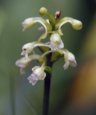 Clubspur Orchid 2
