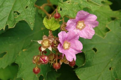 Purple-flowering Raspberry