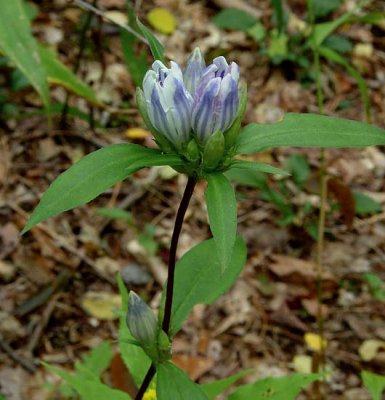 Showy Gentian 1