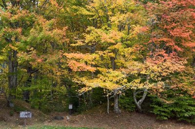 Blue Ridge Parkway 15