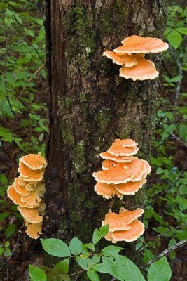 Chicken of the Woods 2