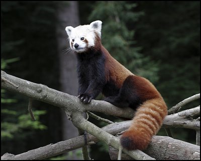 RedPanda_6695.jpg