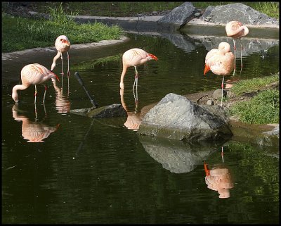 Flamingos01_8985pb.jpg