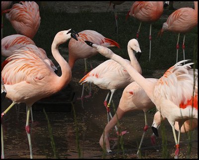 Flamingos05_8992pb.jpg