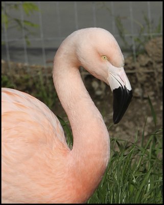 Flamingos08_8999pb.jpg