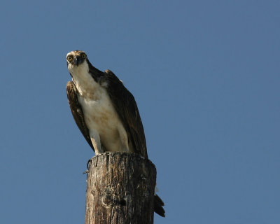 Osprey_3207.jpg