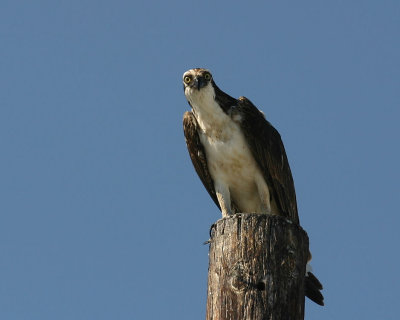 Osprey_3208.jpg