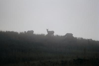 Elk in fog.jpg
