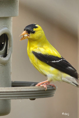 DXB_2404-aa.jpg