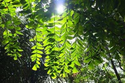 Green canopy