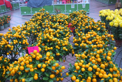 Festive kumquats and flowers