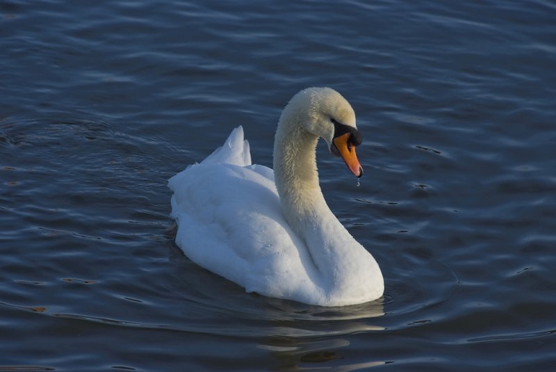 Swan Portraits