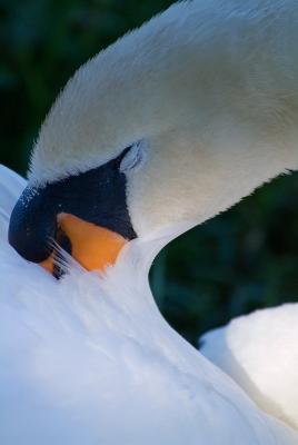 Grooming Swan.
