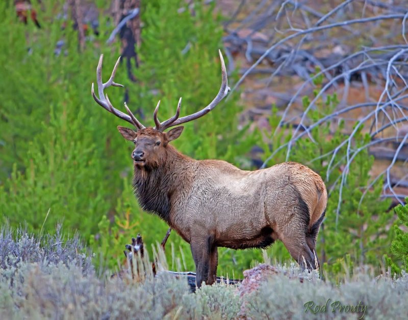 0011-Elk.jpg