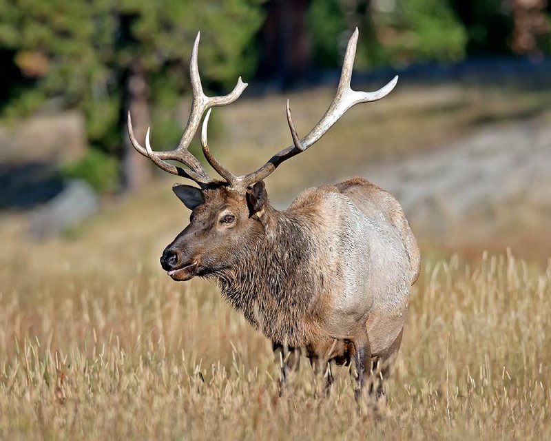 0012-Elk.jpg