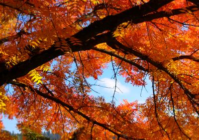 Fall Time (Nov 11)