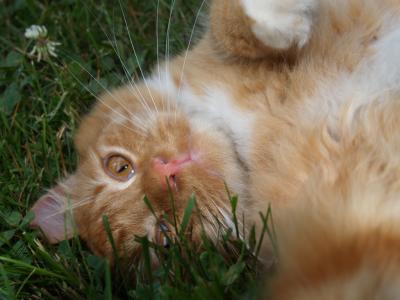 Ziggy