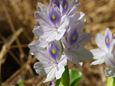 Water Flower
