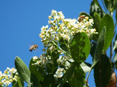 Busy Bee