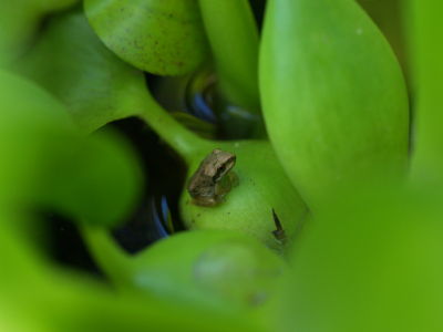 Not Easy Being Green